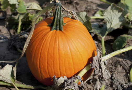 Can pumpkin benefit your skin?