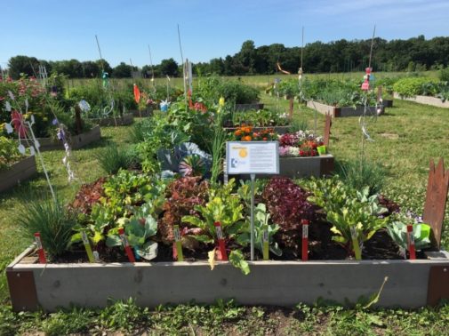 This is how your garden can be good for your health