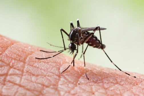 Is this mosquito-borne illness something to worry about?