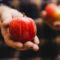 Can an apple a day really keep the doctor away?