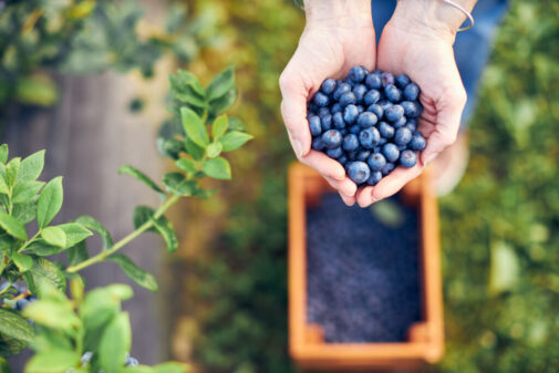 What produce is in season during the summer?