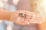 Hand holding cicada