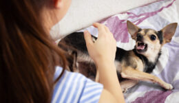 Is a dog or cat bite more serious than you think?