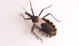The kissing bug disease is here. What is it?