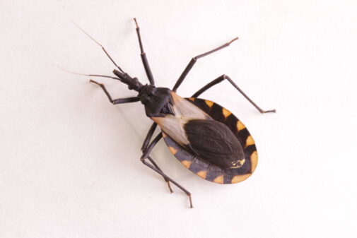The kissing bug disease is here. What is it?