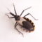 The kissing bug disease is here. What is it?