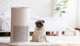 Can an air purifier actually help your allergy symptoms?