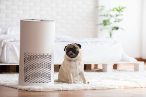 Can an air purifier actually help your allergy symptoms?