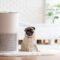 Can an air purifier actually help your allergy symptoms?